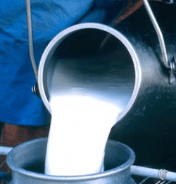 la-deteccian-de-antibiaticos-en-la-leche la-deteccian-de-antibiaticos-en-la-leche