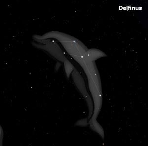 Delfinus-300x294