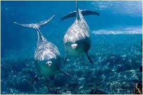 Delfines