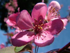 Crab_apple_flower
