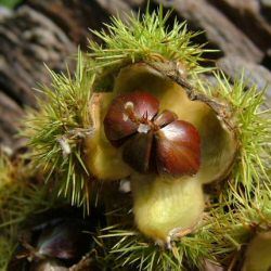sweet-chestnut-tree-castanea-sativa-571