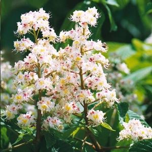 WhiteChestnutWeb