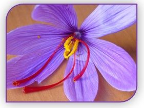 Flores - Cocinando 01