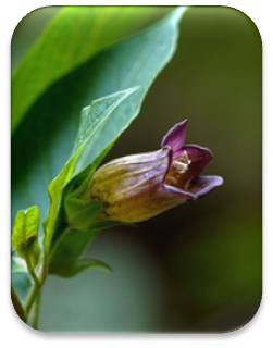 Belladona - cocinando