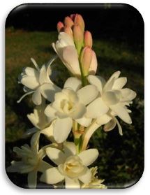 Flores - Cocinando 1