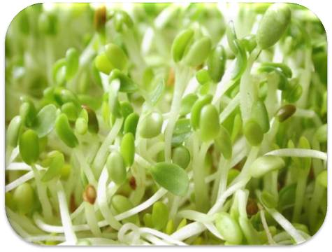 alfalfa