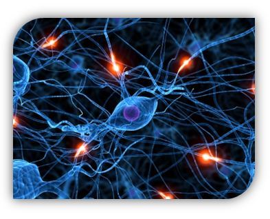 synapse