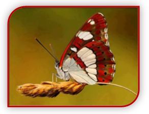 Imagen3.1 Imagen3.1
