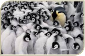 pinguinos_grupal