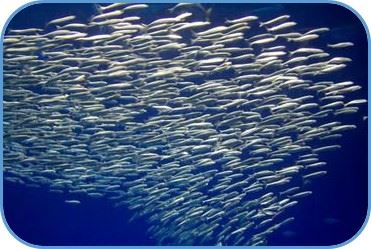 sardinas