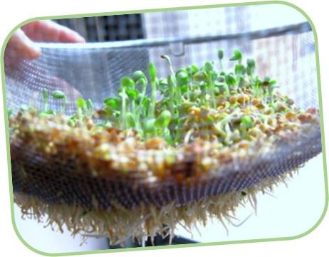 brotes de alfalfa