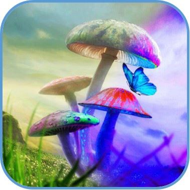 hongos magicos(2)
