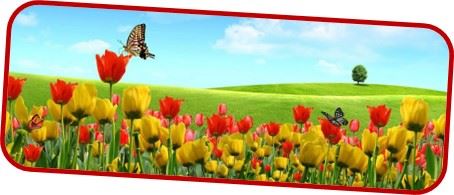 mariposa entre flores