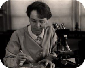 Barbara_McClintock-300x241