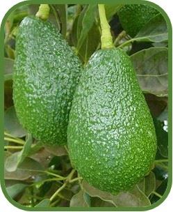 Afrodisíaco por su forma y su historia