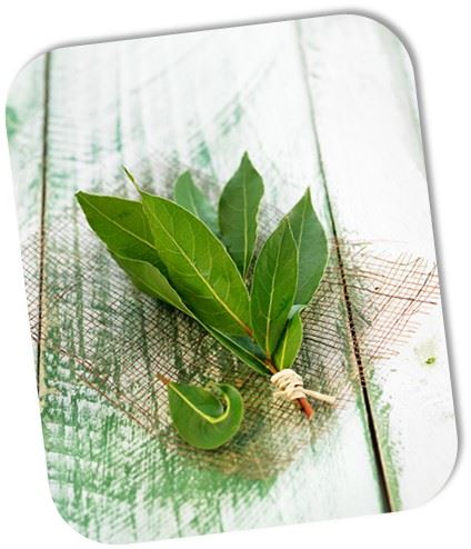 Laurel