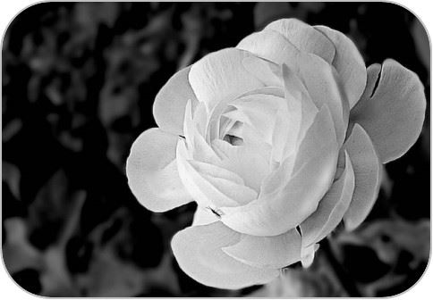 flor en blanco y negro