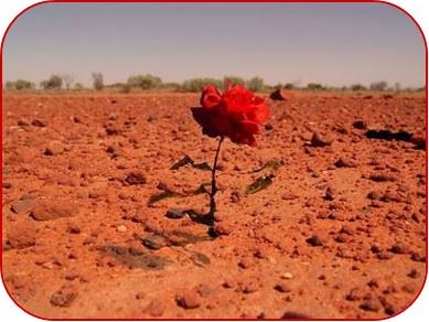 flor en el desierto