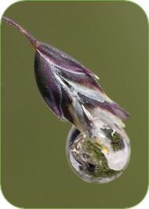 Gota de pluma