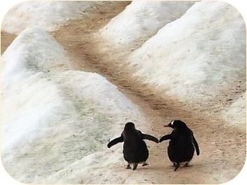 Pinguinos agarrados de la mano