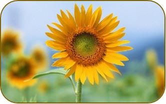 Girasoles