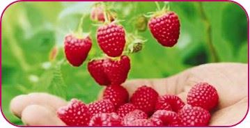 moras, moras... amor